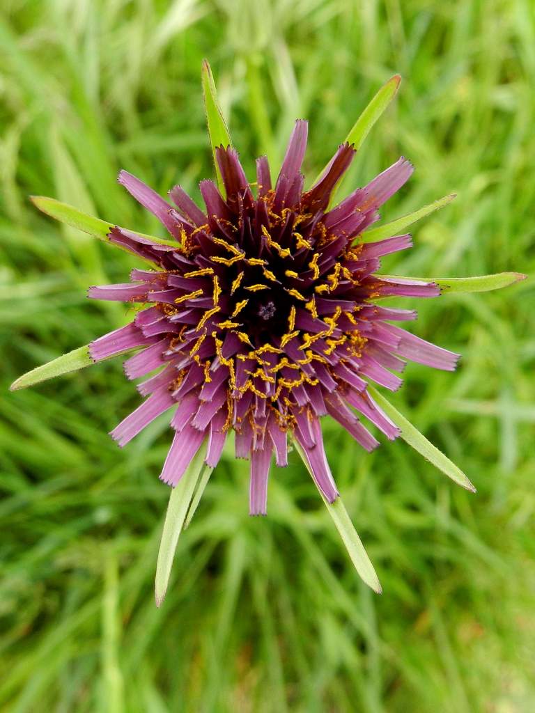 Tragopogon porrifolius / Barba di Becco violetta